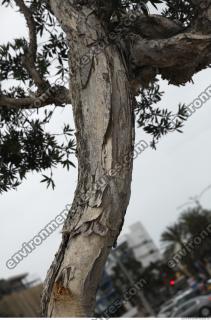 tree bark 0004